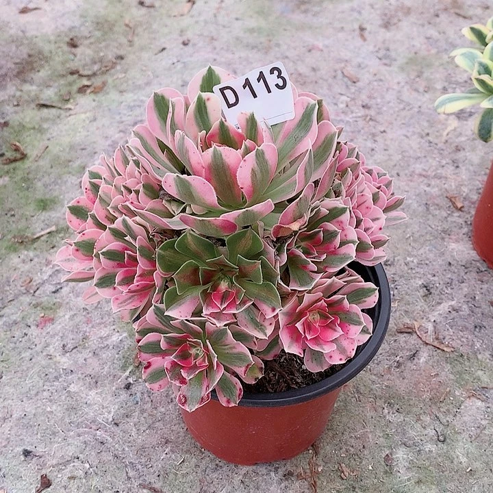 女巫多肉一棵113