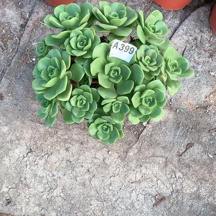 百合丽丽多肉399