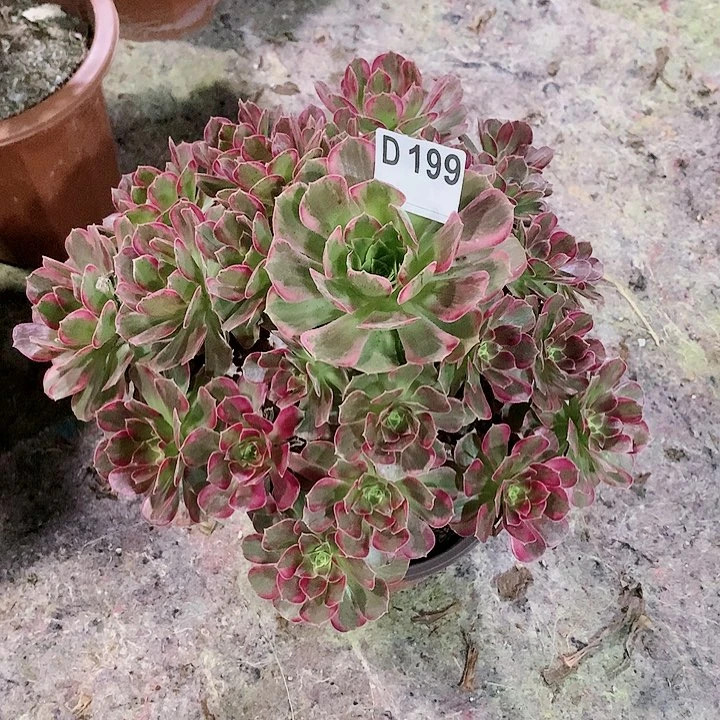 安娜多肉一棵199