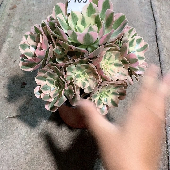 女巫多肉一棵139