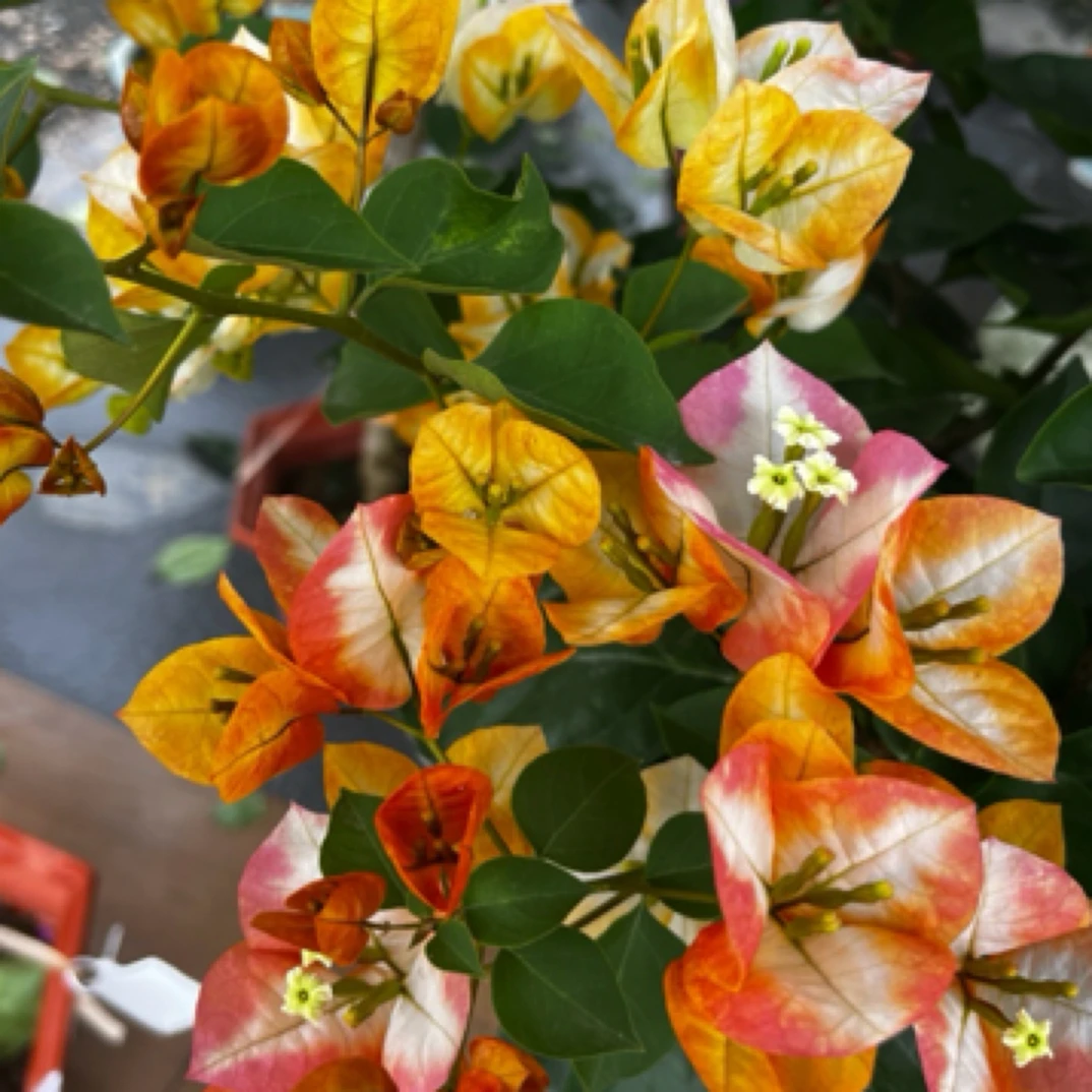 凤凰三角梅一物一拍