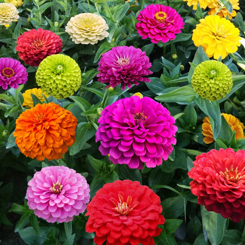 百日草花种子四季播种百日菊多年生耐寒花期长草本花种子花色艳丽