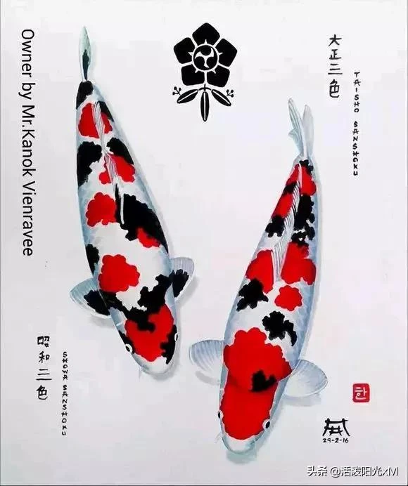 精品锦鲤红白大正昭和