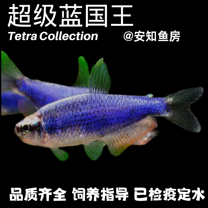 超级蓝国王兰凯瑞小型热带观赏鱼灯科鱼淡水观赏鱼