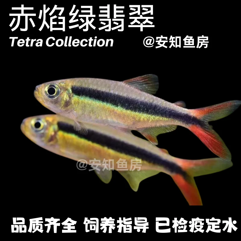 赤焰绿翡翠小型热带观赏鱼灯科鱼