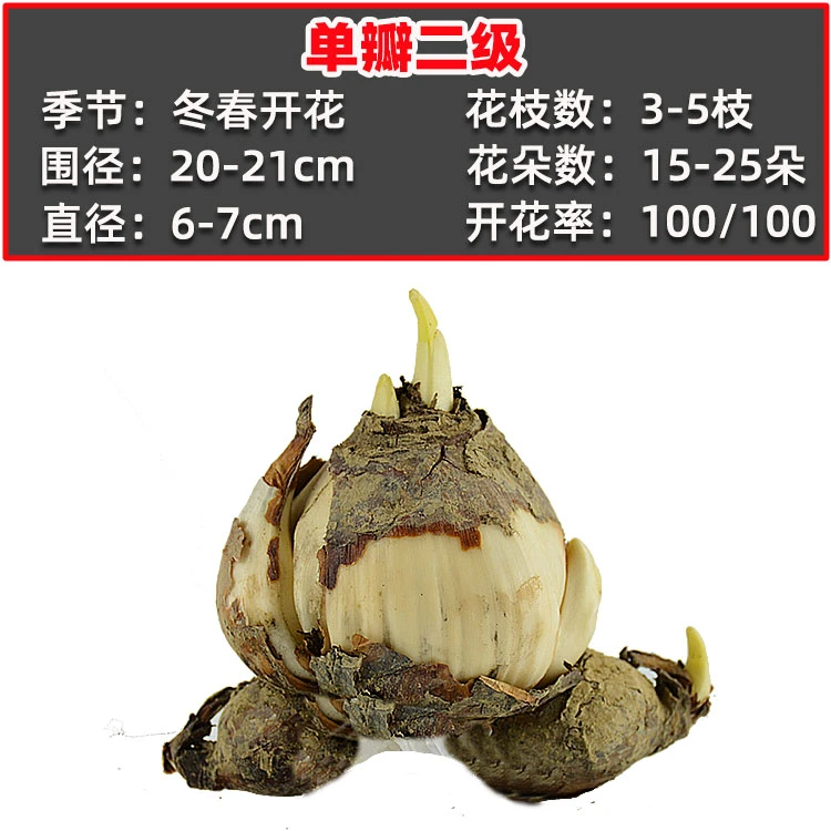 二级【漳州水仙花】单辨复辨球王易活开花基地划算收藏水培喜庆春节