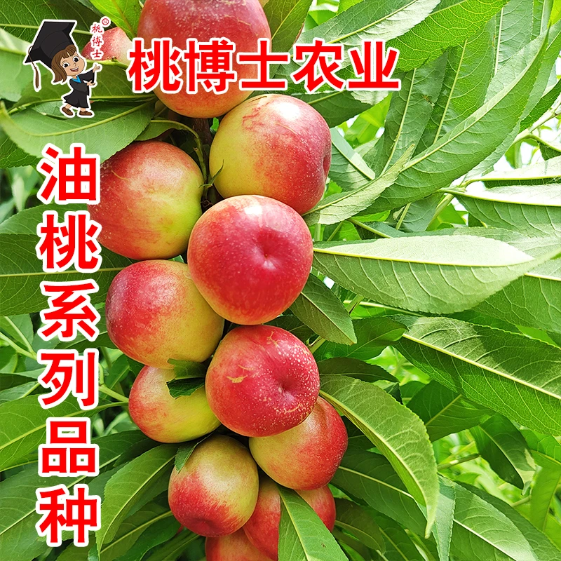 油桃系列品种 桃品种种苗 全款 12月发苗 下单先发赠品