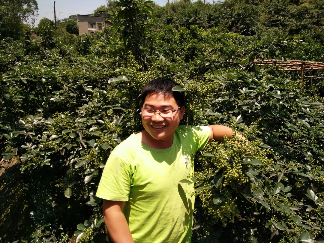 梁胖娃10桶水一组花椒保花保果醒苞通用（掉叶严重适用）