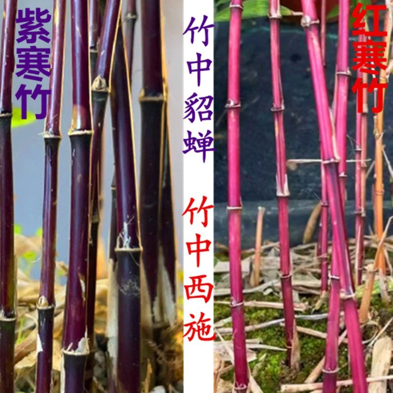 红寒竹红竹朱竹血红高档高端竹苗耐寒紫寒竹竹子室内阳台茶桌绿植
