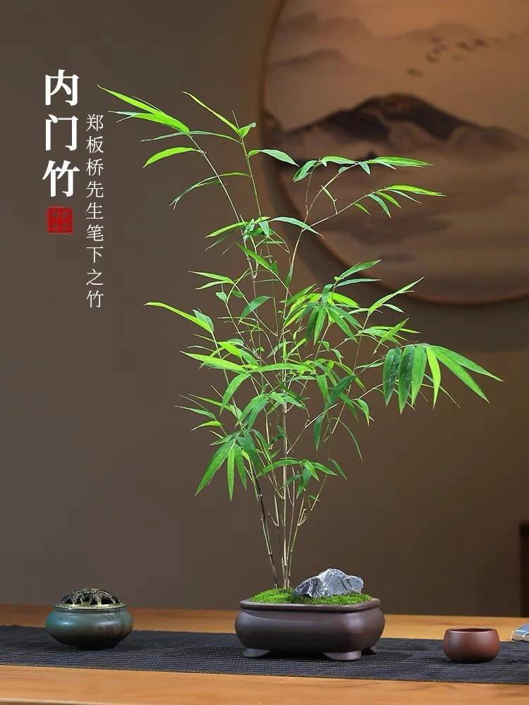 内门竹正宗台湾竹子室内盆栽盆景绿植老桩四季高雅禅意茶办公高档