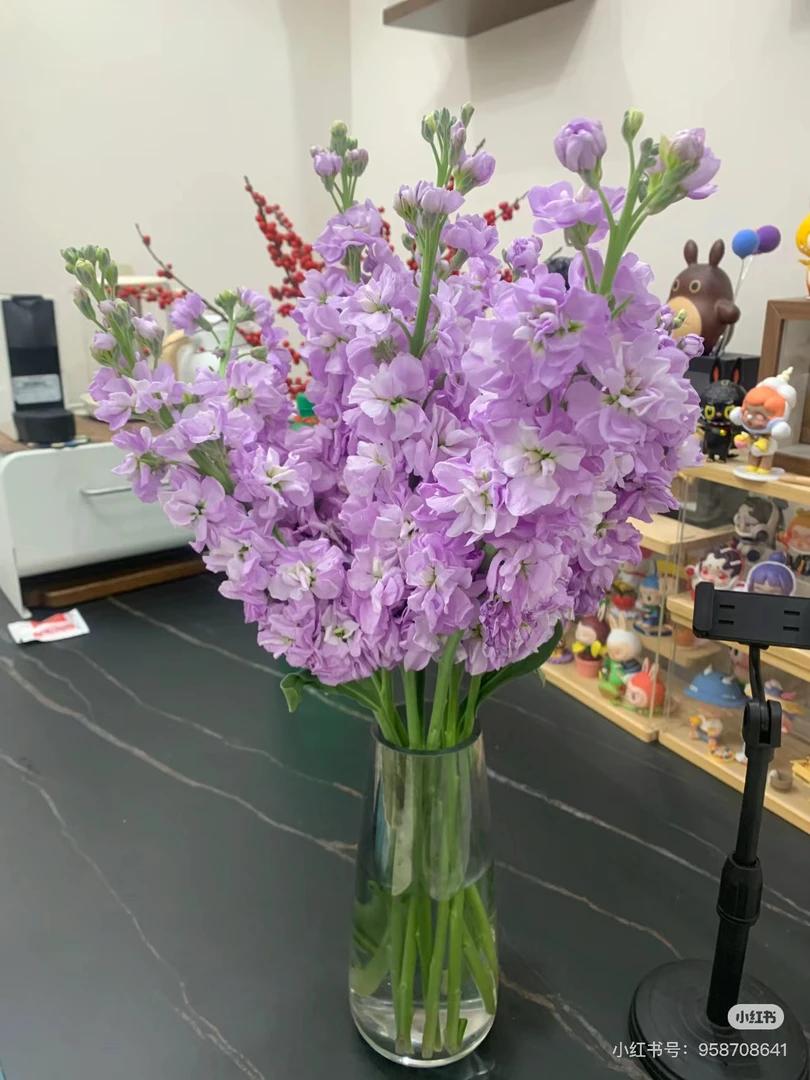 紫罗兰1扎颜色随机【花店送花上门】