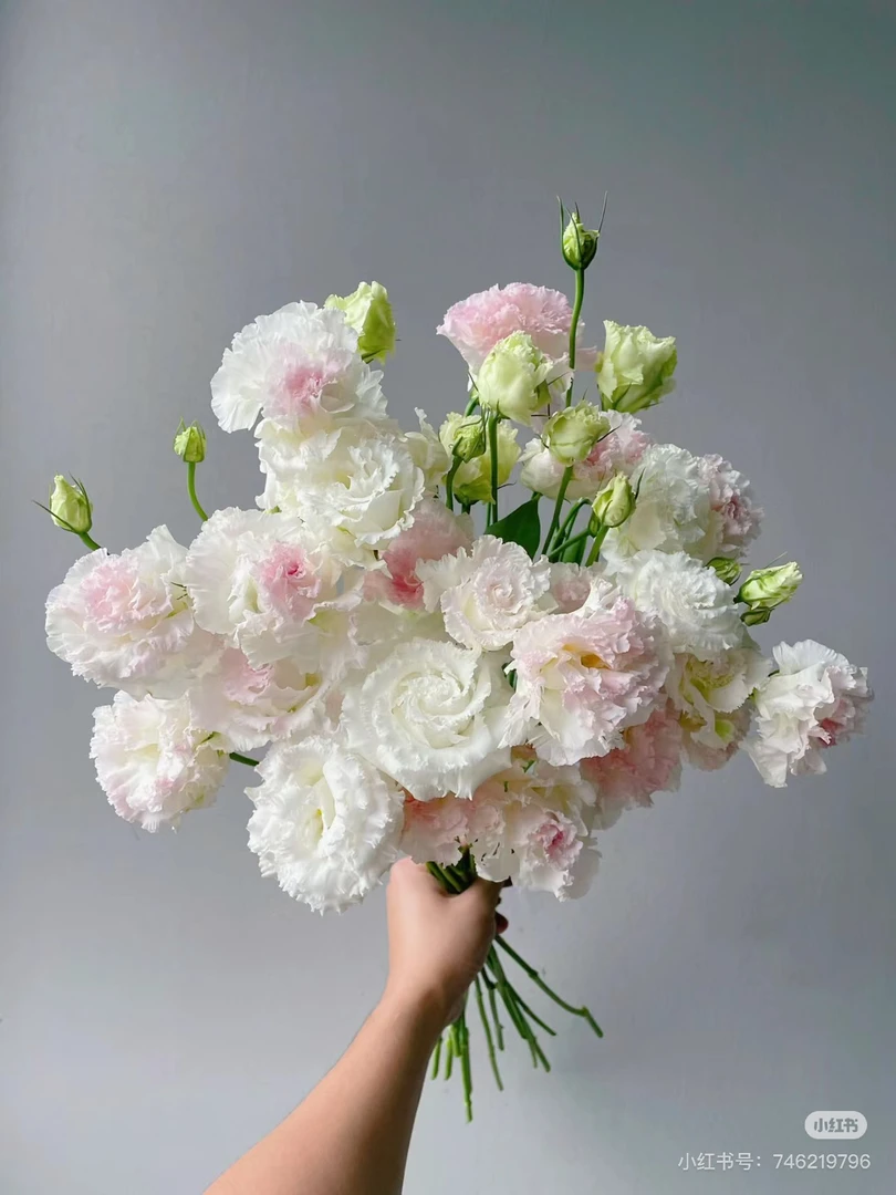 冰淇淋桔梗1扎【花店送花上门】