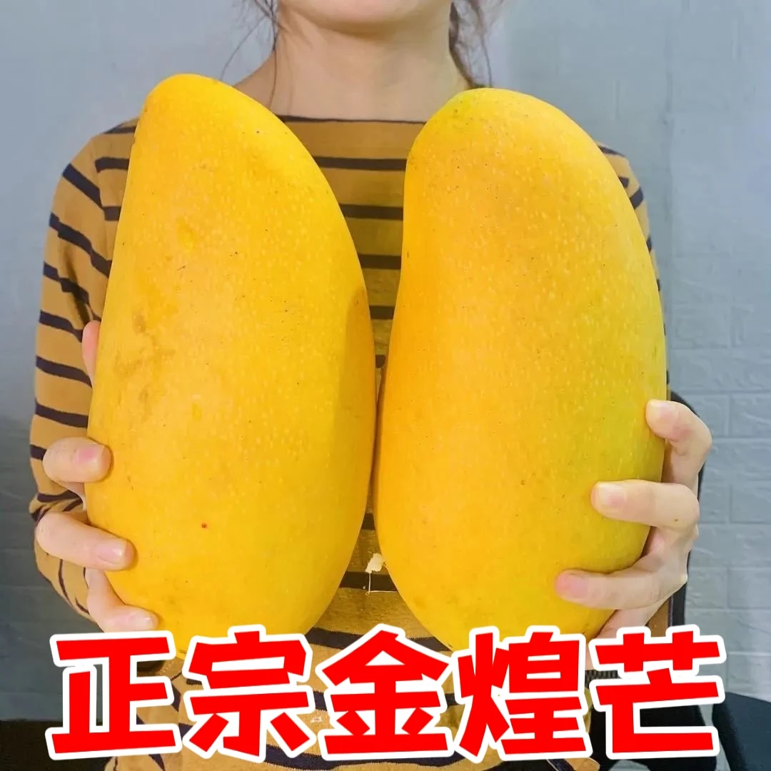 正宗金煌芒水仙芒黄皮大芒果新鲜水果应季水果整箱批发产地直供
