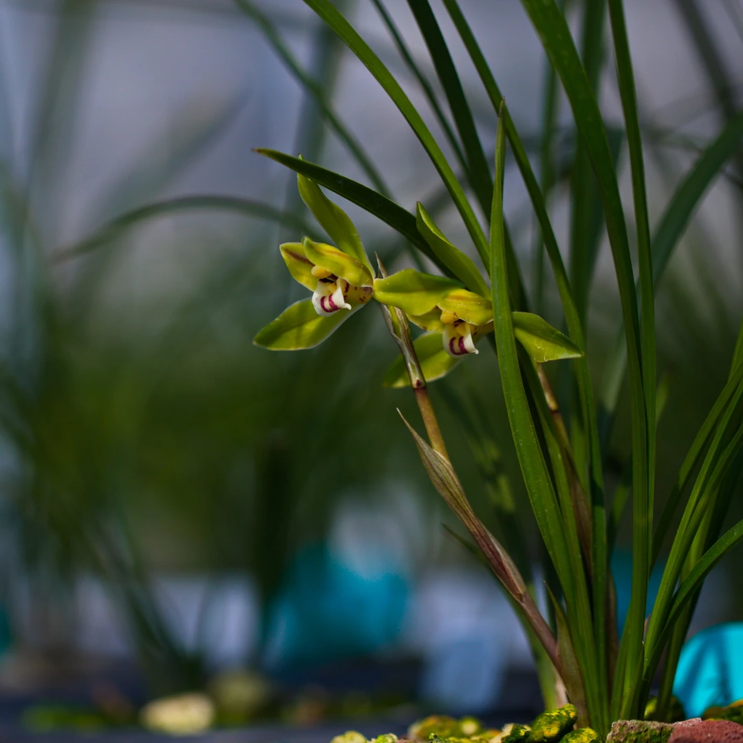 云秀 兰花国兰春兰新种 银泉兰苑出品 花香清幽株形优美 花中君子