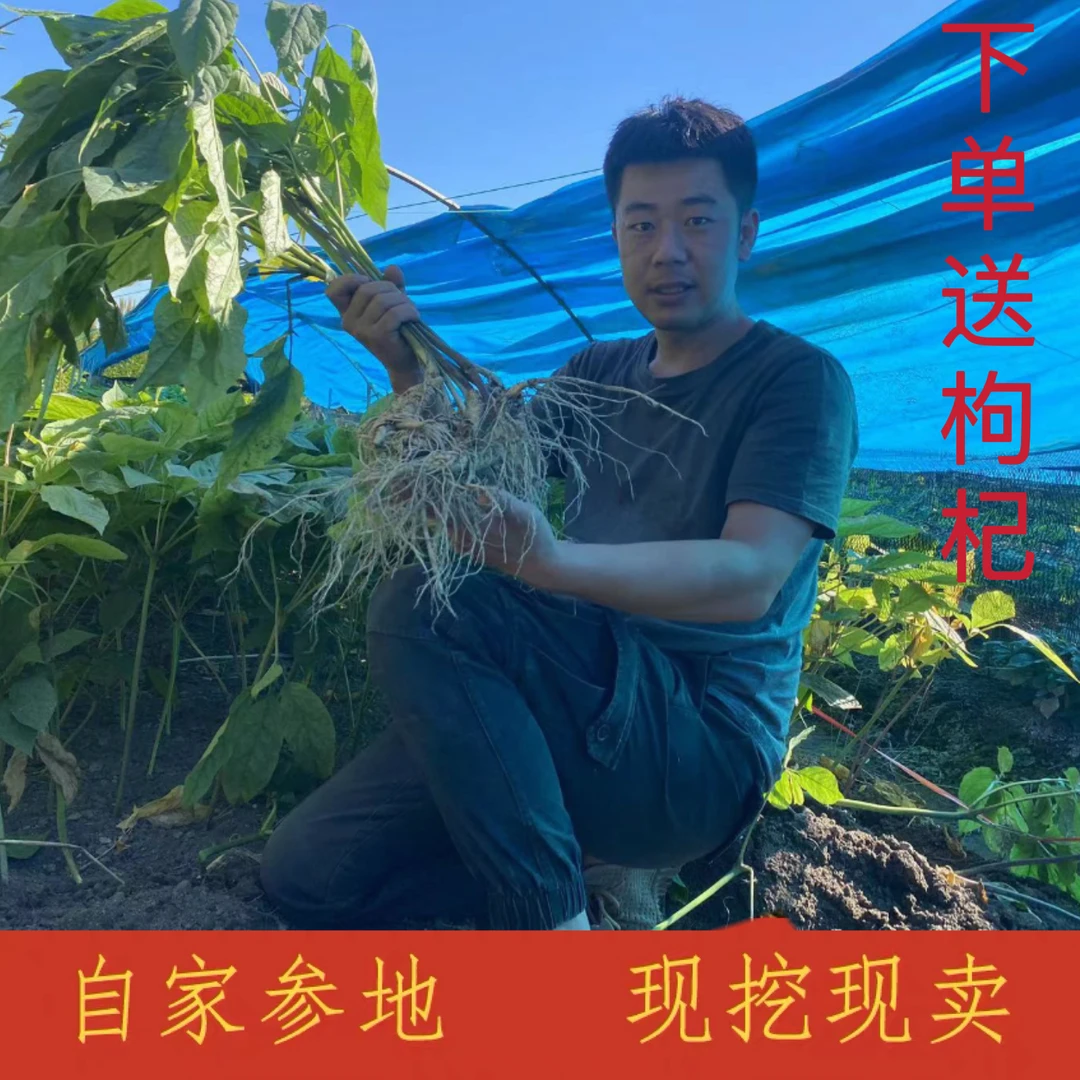 鲜人参500g产地吉林延边地区