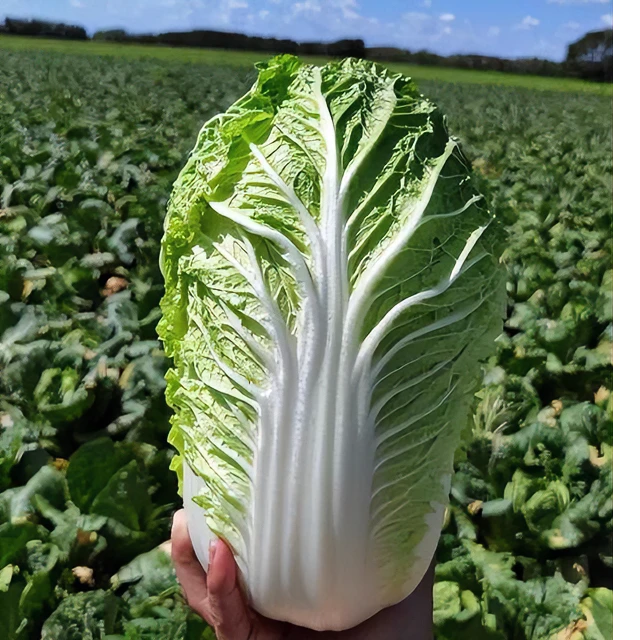 东北霜打黄心大白菜现砍现发正宗东北霜打黄心大白菜