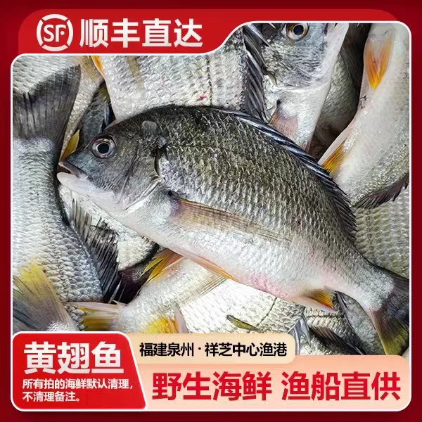 福建祥芝 野生黄翅鱼（黄脚立/黄鳍鲷）船捕海鲜渔船直供寄顺丰