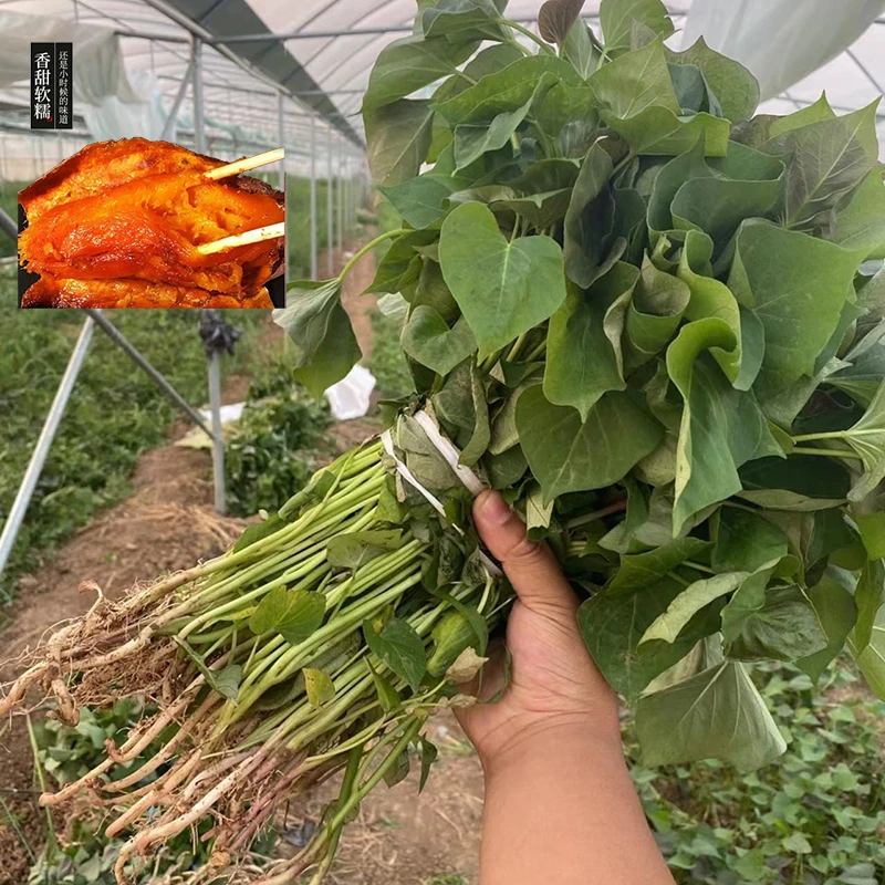【保真对版】蜜薯苗子 直播间高产流油糖心红薯苗蜜薯苗可带根