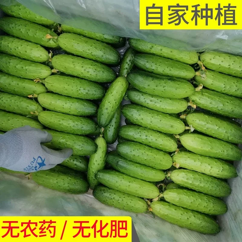 自家种植旱黄瓜，无农药，无化肥，4斤，顺丰包邮