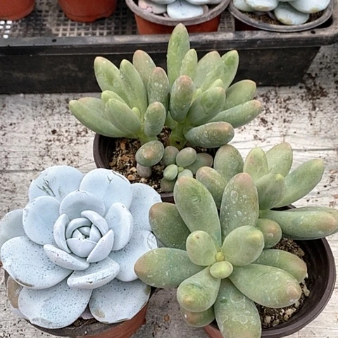 22-37号一物一拍雪莲