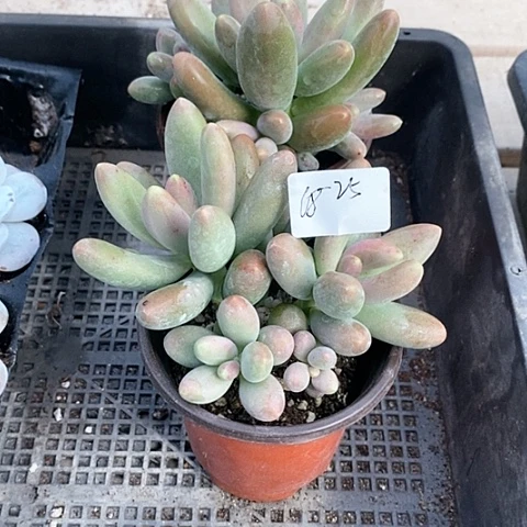 幸**度18-25号一物一拍糖果