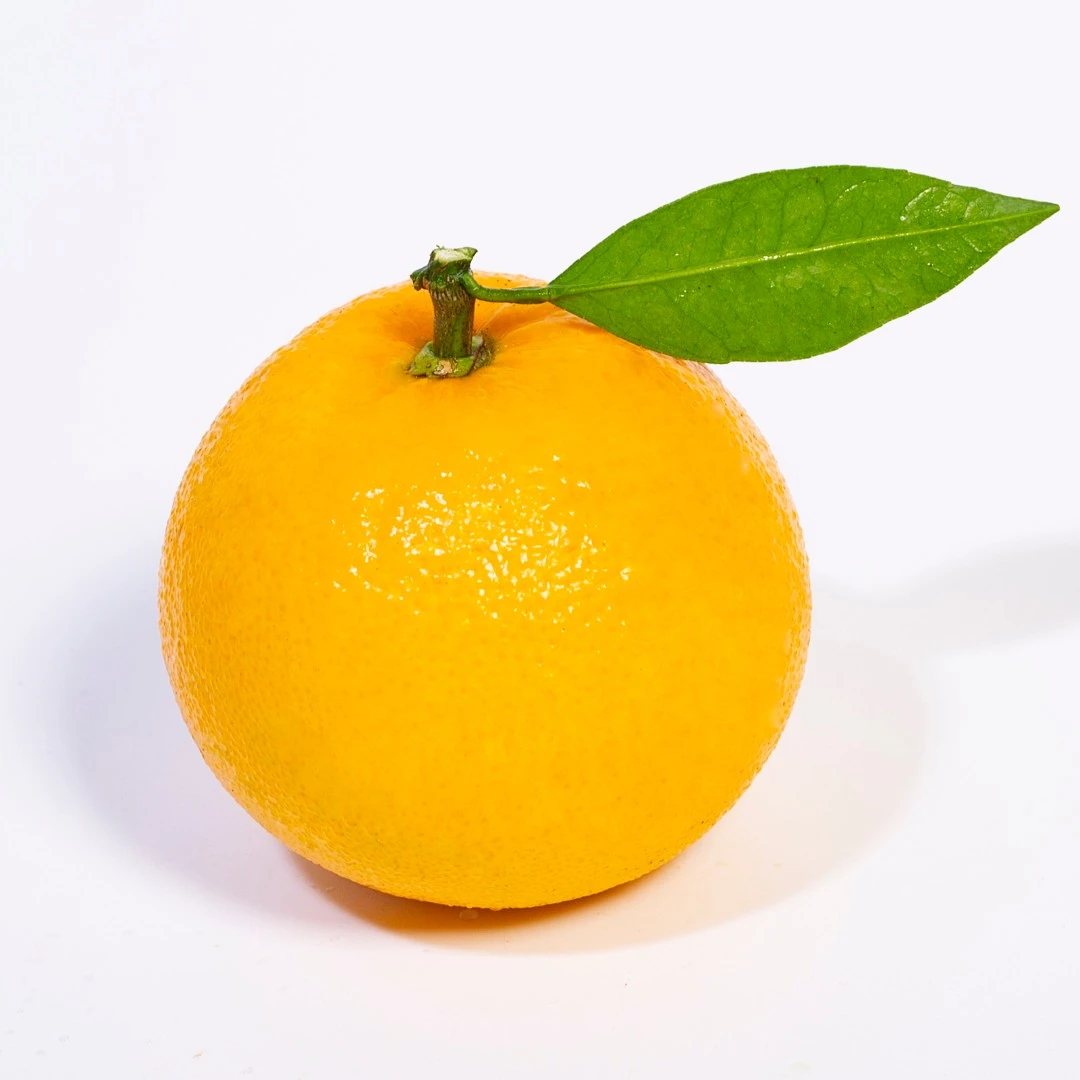 湖北九月红脐橙净重5斤