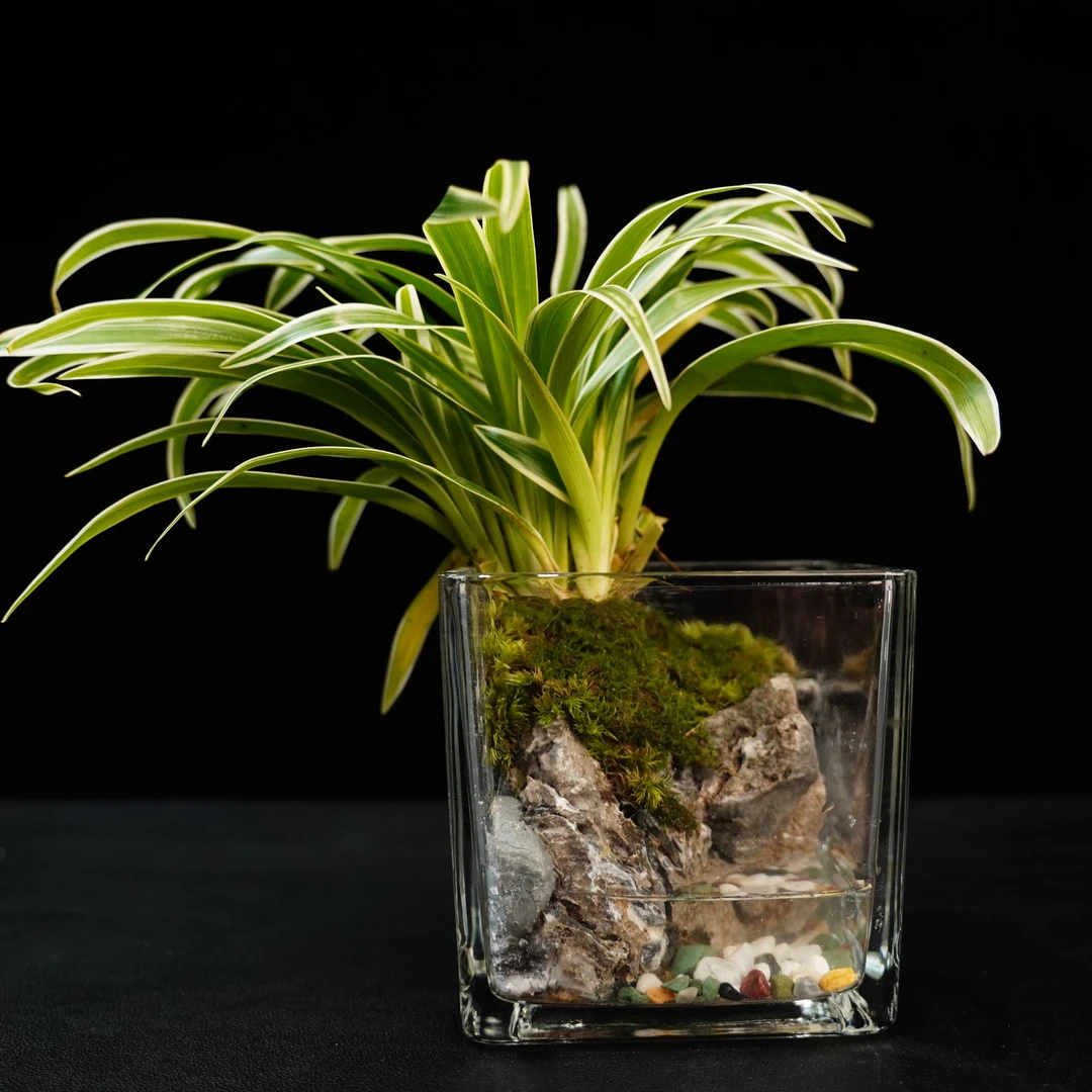 【问天】金边吊兰—成品创意绿植微景观10*10cm