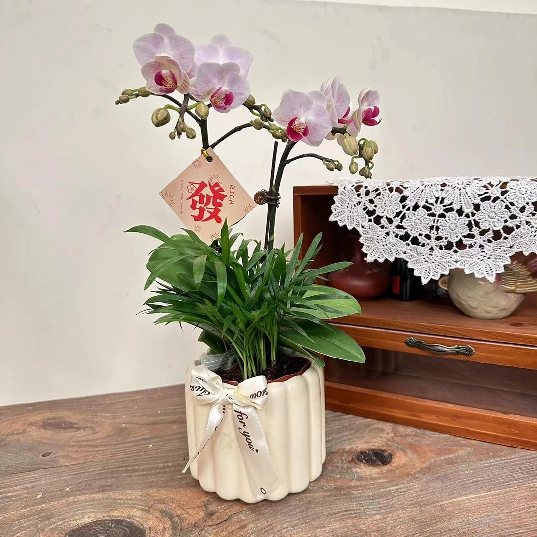 慕兰优选【小貂蝉】蝴蝶兰花卉四季好养带花剑花苞兰花盆栽绿植1-2