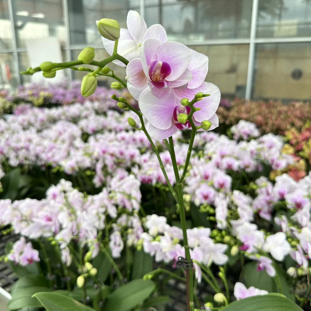 慕兰优选【投名状】-花卉组盆 摆设客厅摆设种植基地发货1-1