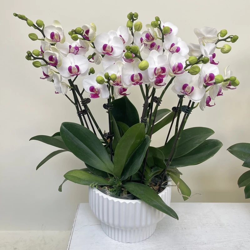 慕兰优选【雪玉】-蝴蝶兰花 花盆摆设客厅摆设种植基地发货5-8