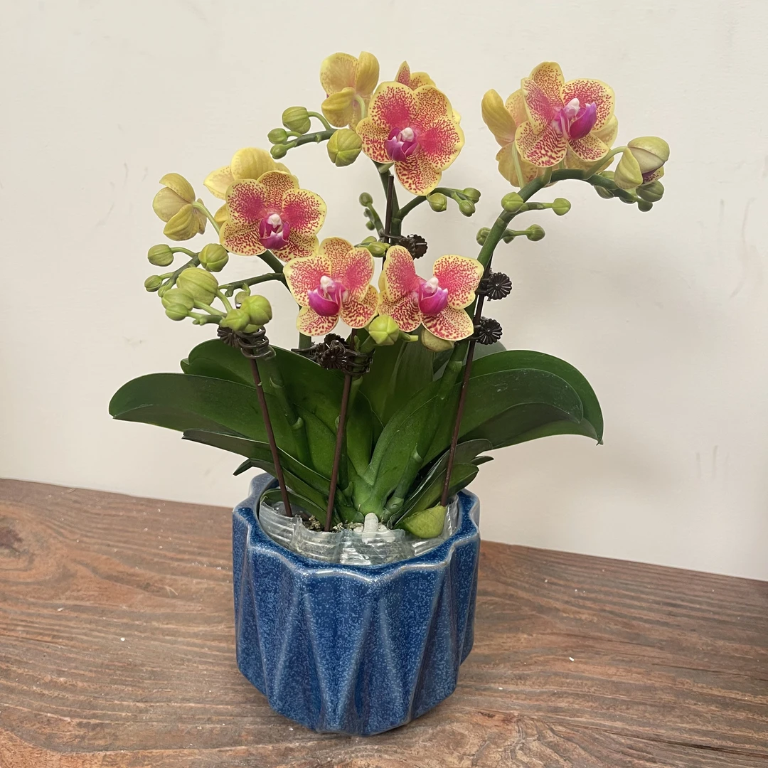 【慕兰优选】A级小猴子蝴蝶兰花 艺术摆件客厅门面花艺优雅造型2-4