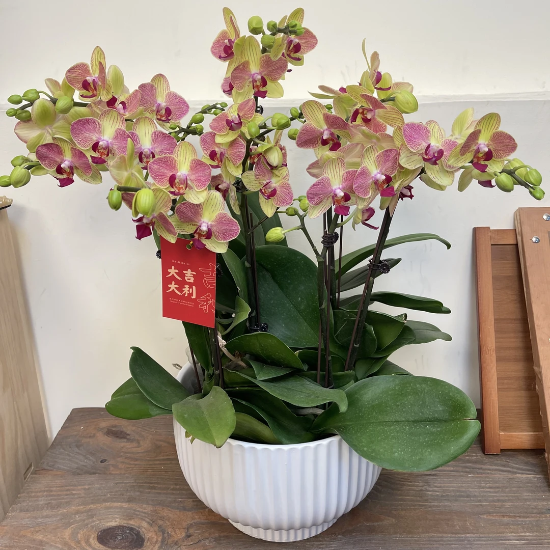 【慕兰优选】A级三色鸟 蝴蝶兰花 艺术摆件客厅门面花艺优雅造型8-8