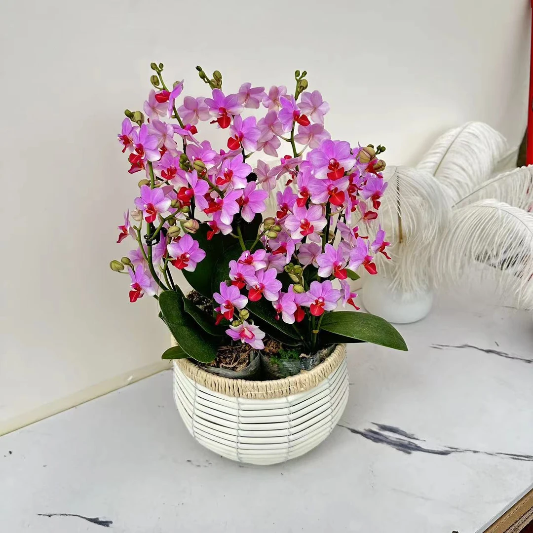 【慕兰优选】刘氏天使蝴蝶兰花 艺术摆件客厅门面4-6