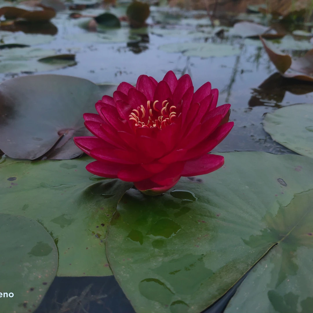 曼妮红耐寒睡莲大型水生植物盆栽带花苞