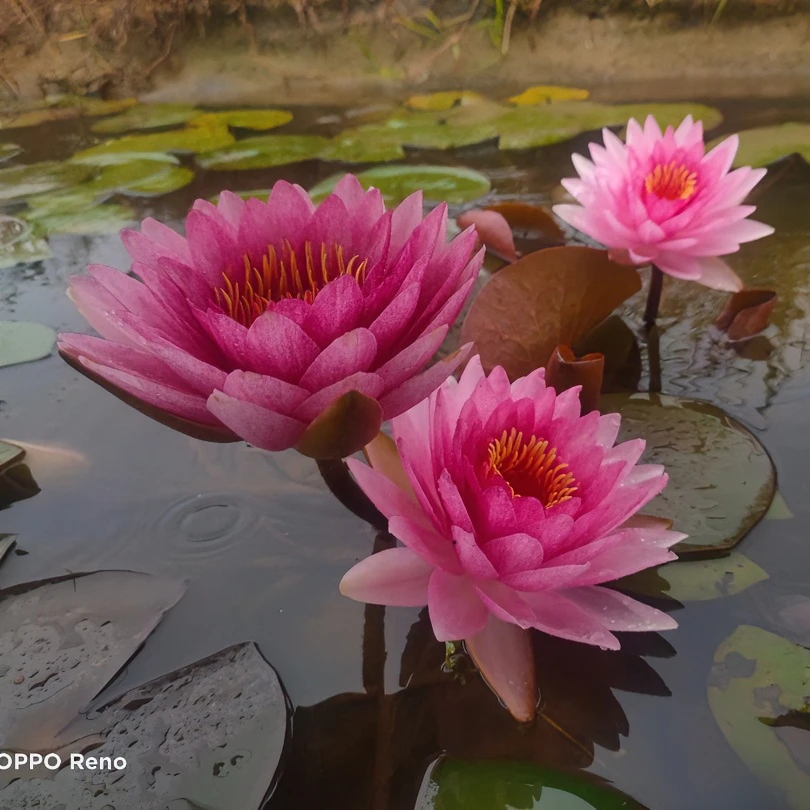 睡莲纳塔蒙精品大型耐寒水池塘盆栽根块茎培植物卉庭院观赏发货