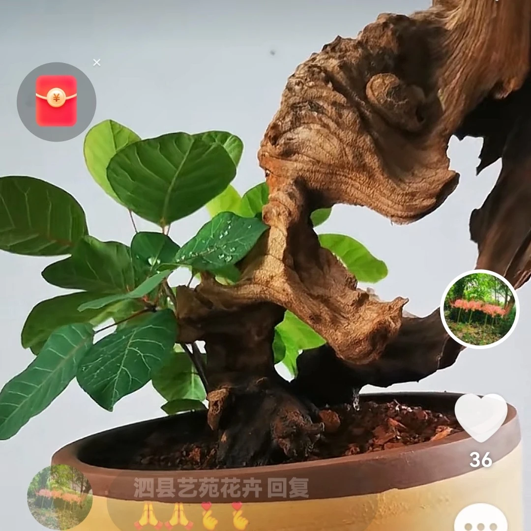花卉速递绿植盆景园艺