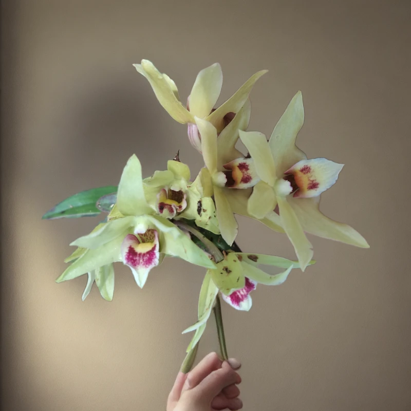 正通优选石斛花卉一物一拍