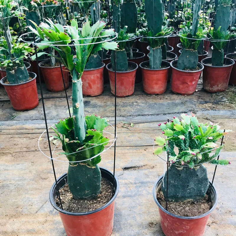 仙人掌嫁接蟹爪兰双层单层三层带土球开花多肉植物盆景花卉盆栽花