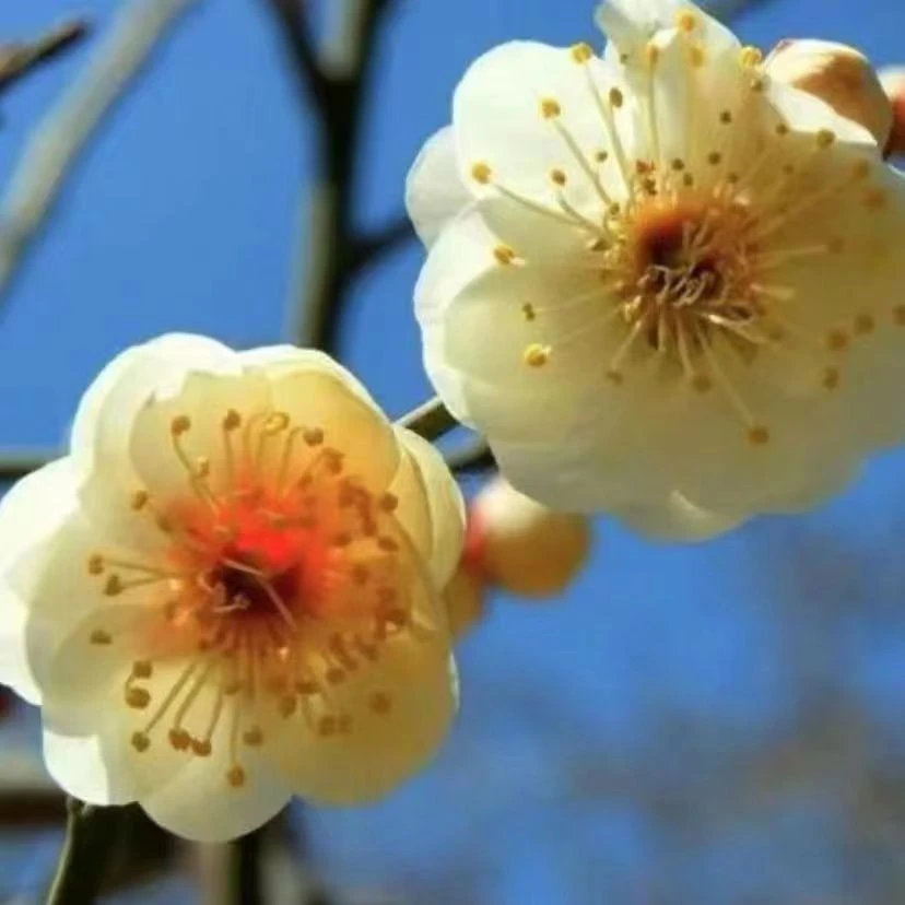 红梅花盆栽树苗老桩盆景阳台庭院绿植物浓香花卉耐寒四季腊梅