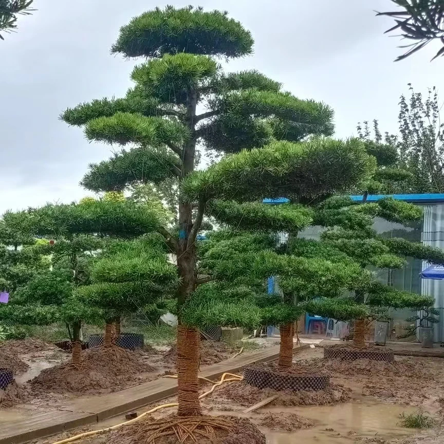 罗汉松风景树造型罗汉松石楠花大型庭院招财植物地景罗汉松庭院树