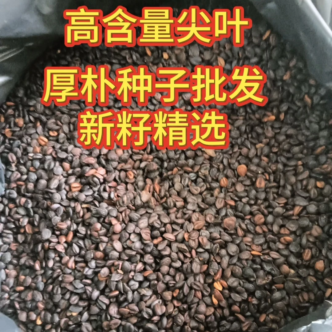 厚朴种子批发种植尖叶厚朴赤朴种子烈朴川朴紫油厚朴种子新采集