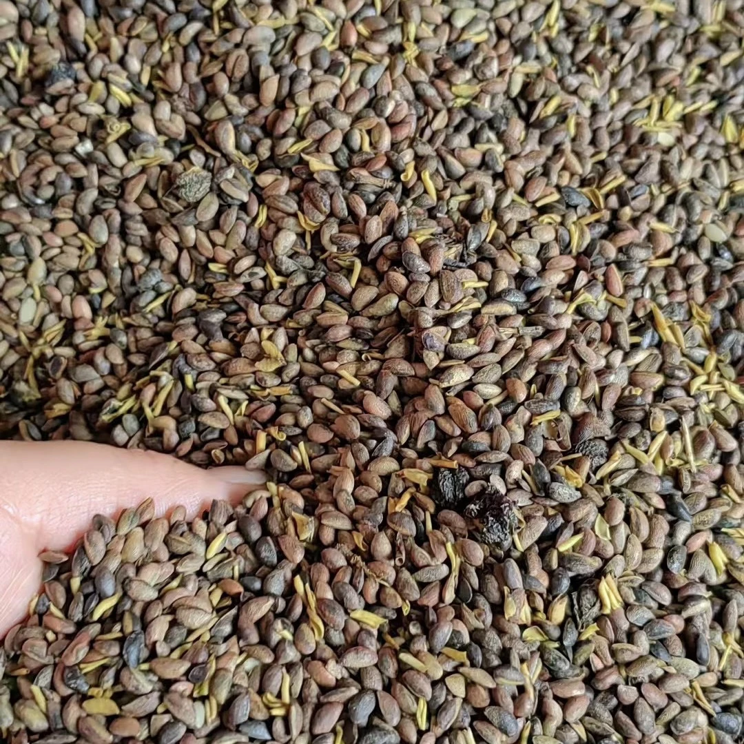 25年新 黄柏树种子厚皮黄柏皮种子川黄柏种子桑植卓群姐姐产地