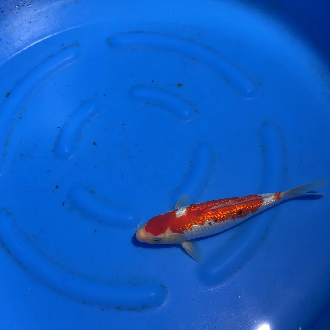 锦鲤鲤科类公母搭配20-40