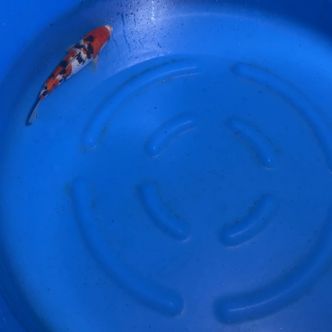 锦鲤鲤科类公母搭配20