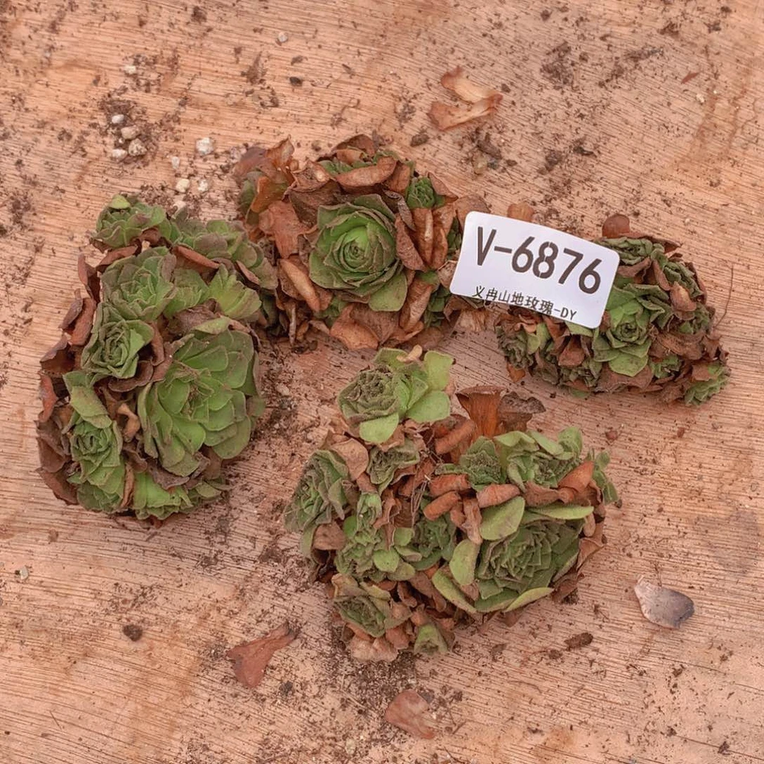 6876处理会掉侧芽b