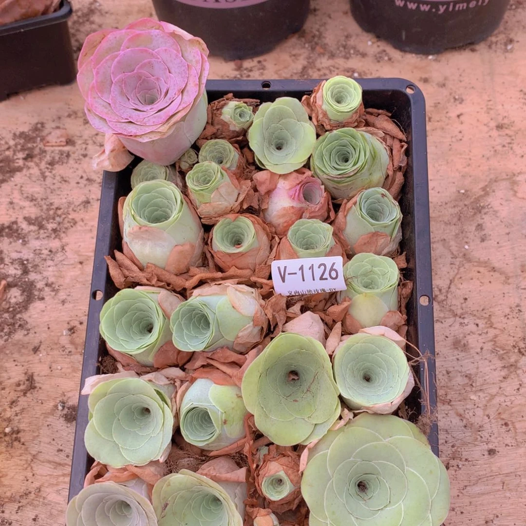 1126瑕疵山地玫瑰不售后