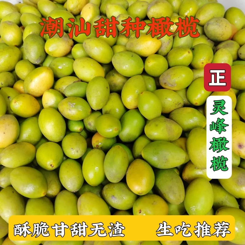 灵峰橄榄老树老树丛橄榄青橄榄新鲜采摘煲汤泡酒生吃酥脆