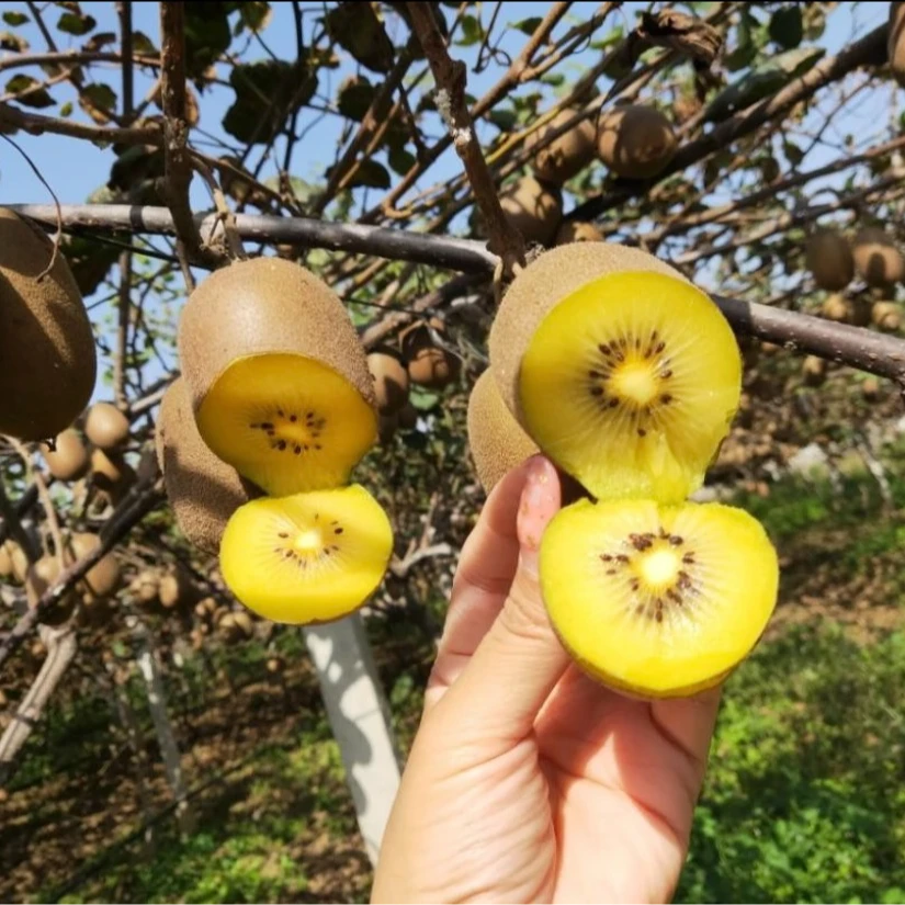 多芯鲜奇异果试吃装基地直发营养丰富绿色种植新鲜优选香甜可口