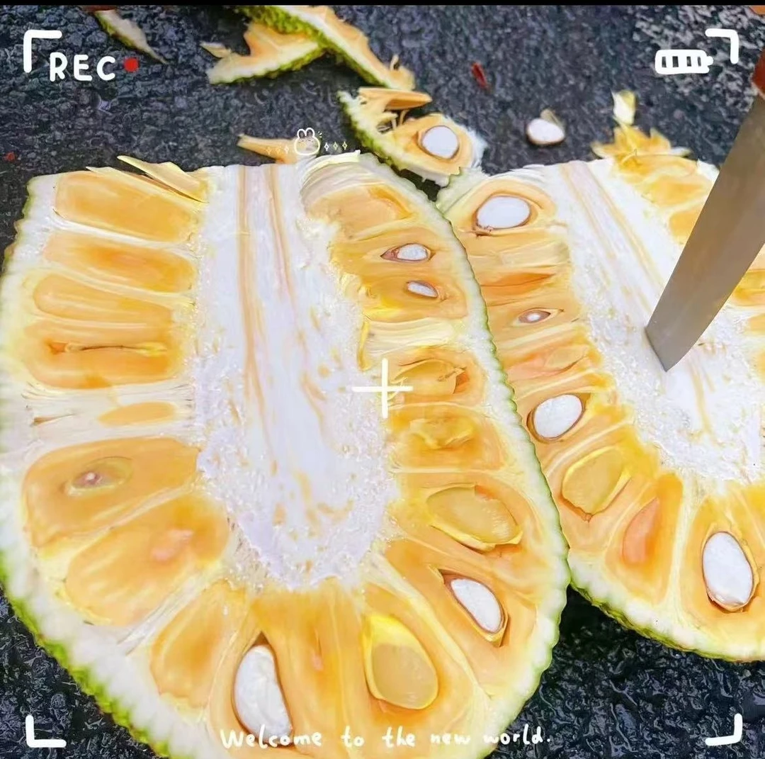 菠萝蜜一果一拍