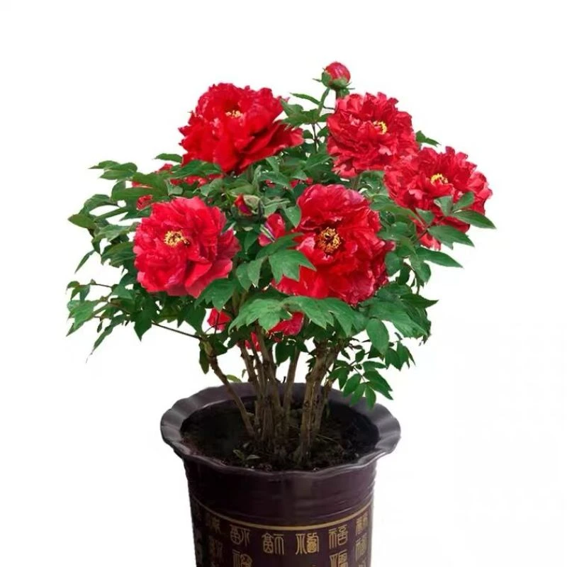 【大红色】正宗洛阳牡丹花苗带花苞发非常好养护春天开花花卉绿植